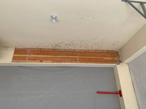 Best Emergency Mold Remediation  in USA